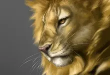 lions 1280x800 wallpaper Art HD Wallpaper